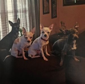 Meet your Posher, Donald